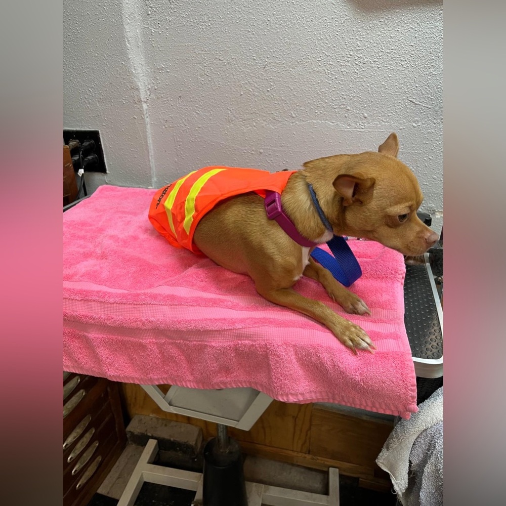Orange Dog Safety Vest